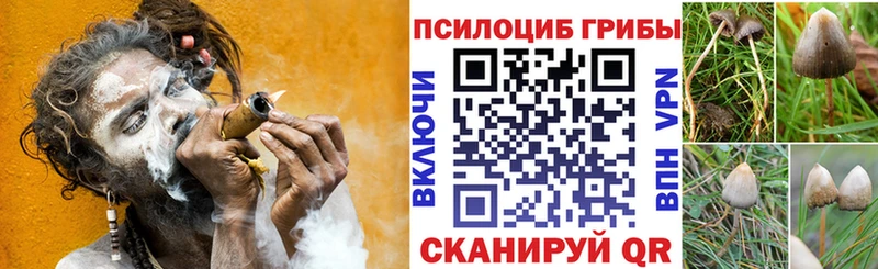 OMG tor  Искитим  Псилоцибиновые грибы Cubensis 